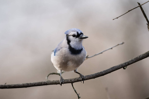 A closeup shot of a Blue Jays perching on a tree in Ohio - 写真・画像