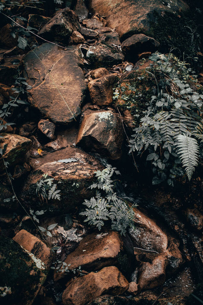 An autumn texture of rough rocks, wood pieces, and plant leaves in the forest - Фото, зображення