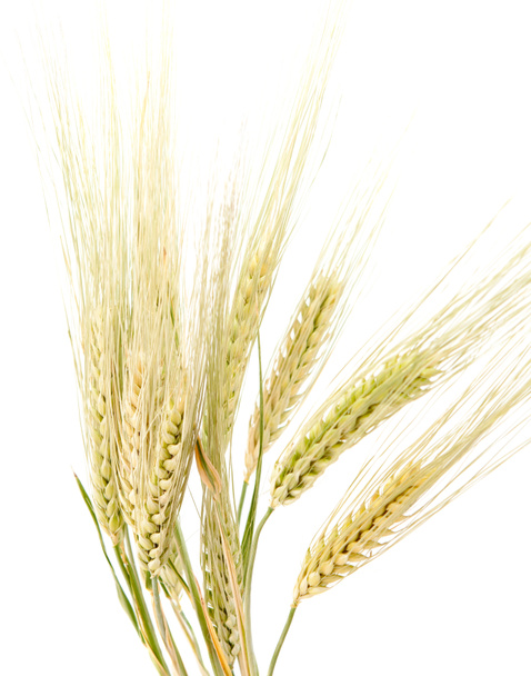 Сон жито. Пшеница на белом фоне. Колосья на прозрачном фоне. Рожь клипарт. Пшеница на синем фоне.