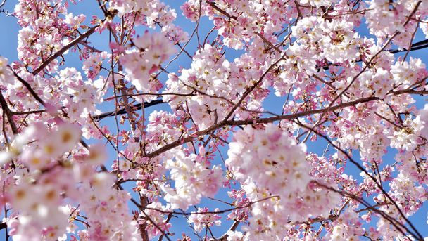 Een uitzicht op een prachtige sakura boom in het vroege voorjaar ziet er prachtig uit in zijn volle bloei - Foto, afbeelding