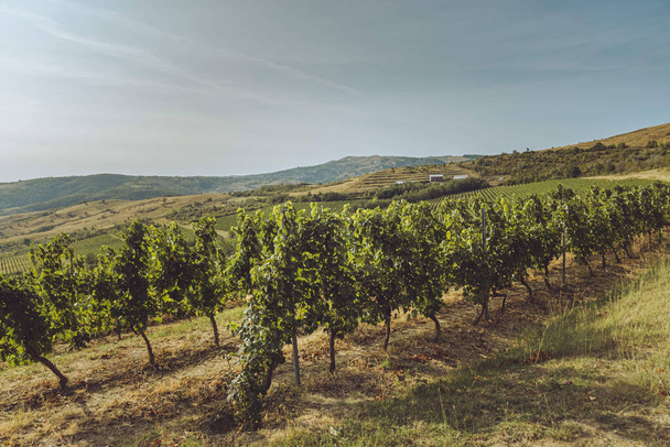 An aerial shot of vineyard with growing trees in greenery field - Fotó, kép