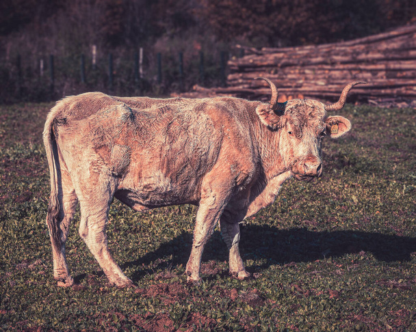 A closeup of a cow grazing in a pasture against a heap of tree logs - Fotó, kép