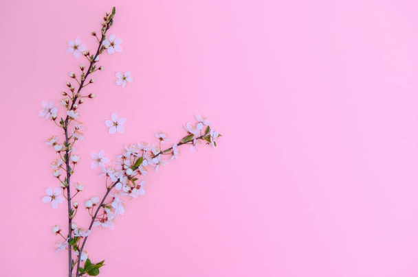 Spring background table. May flowers and April floral nature on green. For banner, branches of blossoming cherry against background. Dreamy romantic image, landscape panorama, copy space. - Foto, Imagem