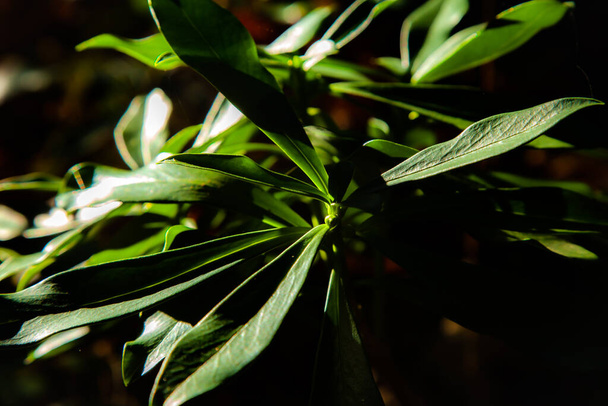 A closeup shot of green leaves under the sunlight - Photo, Image