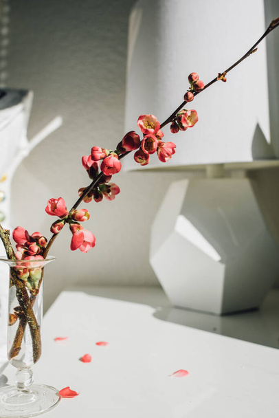 pink japanese quince branch in vase by white bed in sunlight - Fotografie, Obrázek