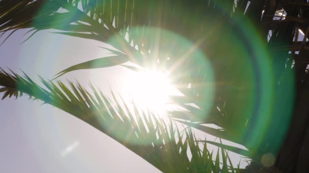 Folhas de palmeira com raios de sol brilhando em um jardim tropical nas ilhas canárias - Filmagem, Vídeo
