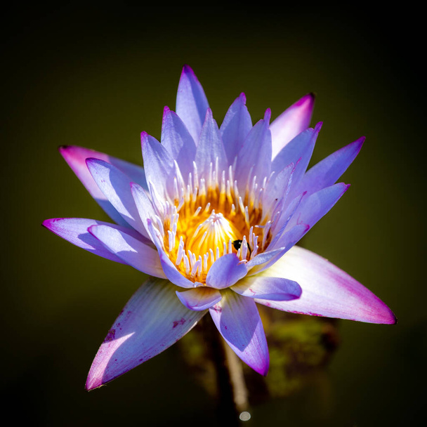 A closeup shot of a blooming purple lily flower - Фото, зображення
