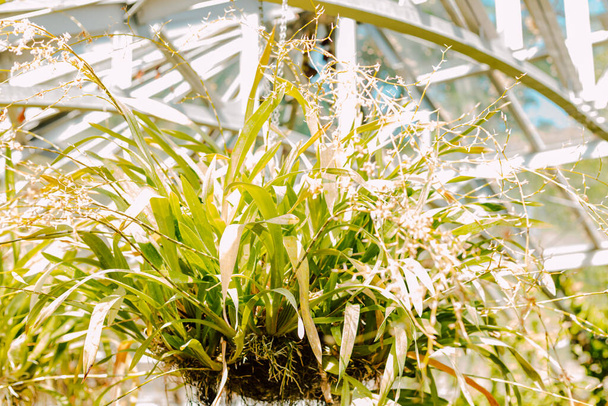 A potted plant hangs under the roof of the greenhouse. Green leaves hang down. Sunny day - Photo, Image