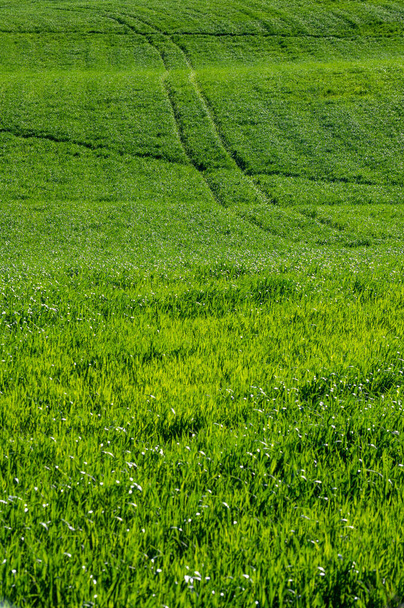 A green wheat field on the hills of Pesaro on a sunny day - Φωτογραφία, εικόνα