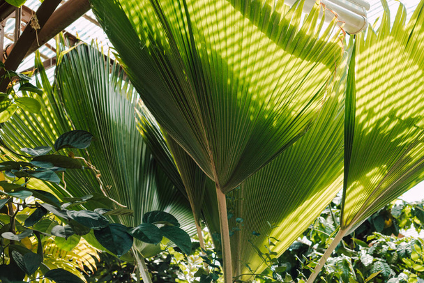 Juicy green palm leaves. Sunny day - Foto, Imagen