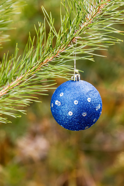 Great blue Christmas ball on branch - 写真・画像