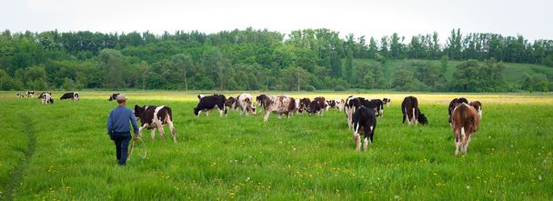 Панорамные коровы в поле
 - Фото, изображение