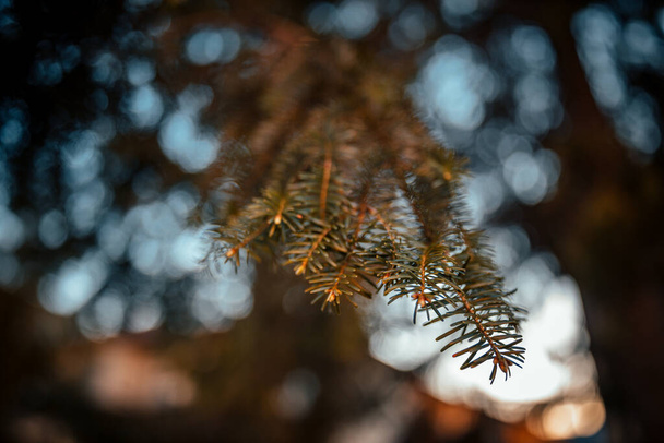 A selective focus shot of part of Fir tree with bokeh background - Foto, immagini