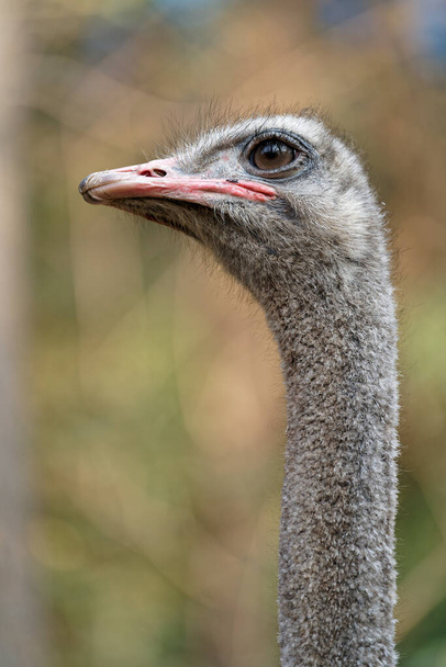 A closeup of a Common ostrich with a green background - 写真・画像