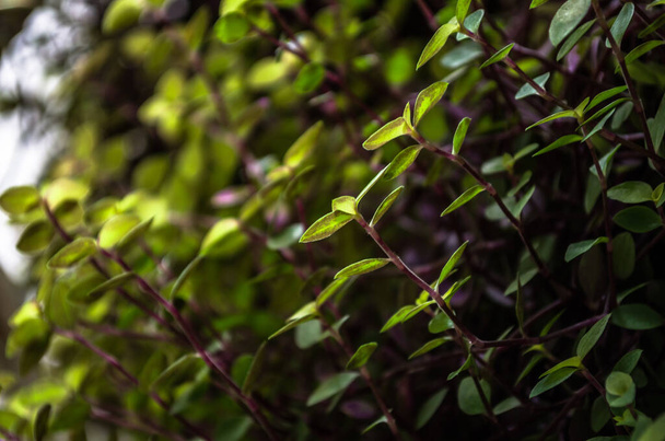 A closeup shot of Myrtle leaves - Foto, Bild