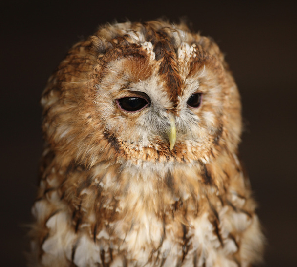 Tawny Owl - Valokuva, kuva