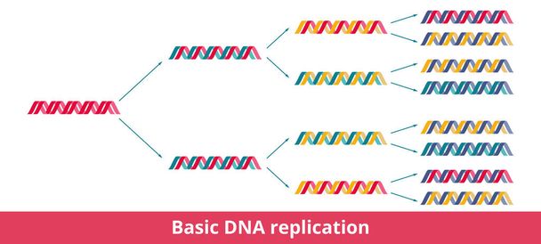 Réplication basique d'ADN. Visualisation de la réplication semi-servative de l'ADN, lorsque chaque double hélice de l'ADN fille est composée d'un brin conservé et d'un brin nouvellement synthétisé. - Vecteur, image