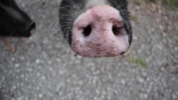 Pig nose close up. Des mini-cochons blancs et noirs à ventre en pot nains vietnamiens se dressent sur un chemin de gravier. Paysage rural et animaux décoratifs domestiques. - Séquence, vidéo