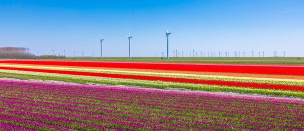 Ανθισμένα πολύχρωμα ολλανδικά τουλίπες λουλούδι τομέα με ένα μπλε ουρανό κατά τη διάρκεια της εαρινής περιόδου στο Zeeland, Ολλανδία - Φωτογραφία, εικόνα