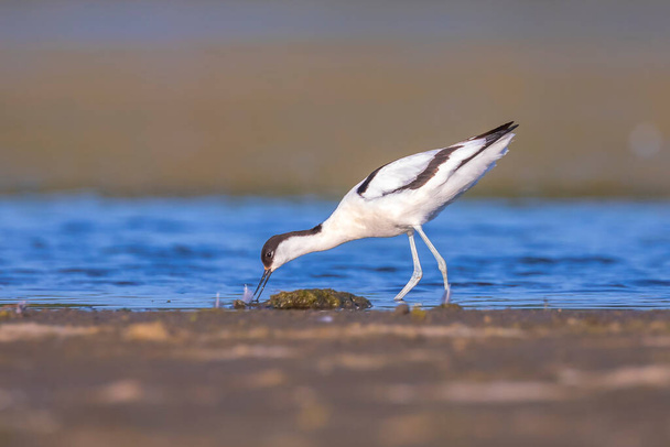 Pied Avocet, Recurvirostra avosetta; parent looking after chick foraging in water - Photo, Image