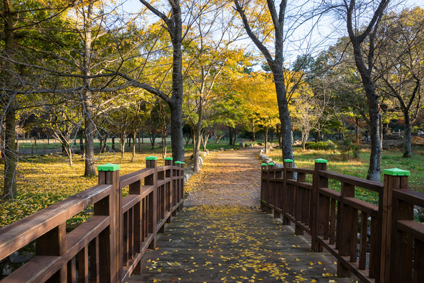 韓国の公園で秋の木々 - 写真・画像