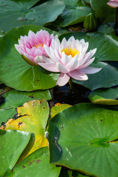 Белые и розовые цветы лотоса, плавающие на воде. Водяные лилии с зелеными листьями. Вертикальный вид - Фото, изображение