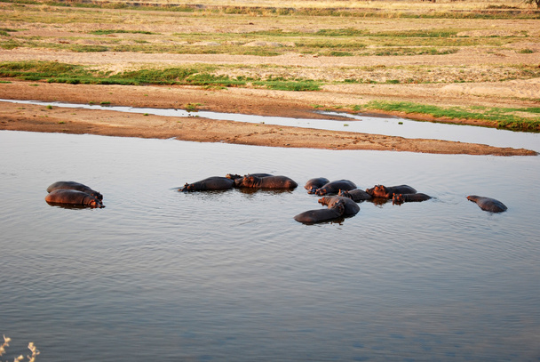 Pewnego dnia safari Tanzania - Afryka - hipopotamy - Zdjęcie, obraz