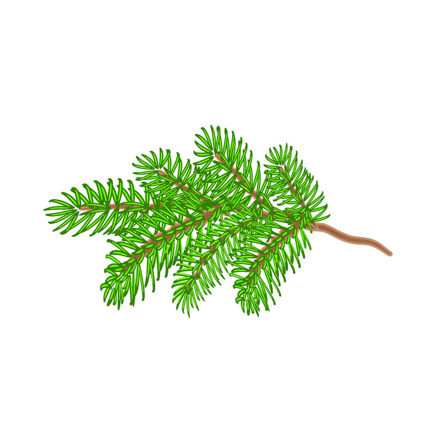 Christmas spruce twig vector - Vector, Image