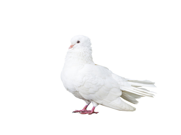 голубь птицы изолированы на белом
 - Фото, изображение