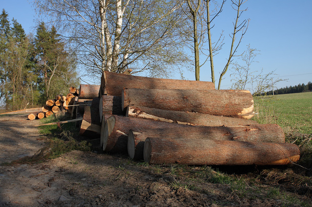 Куча древесины на краю леса
 - Фото, изображение
