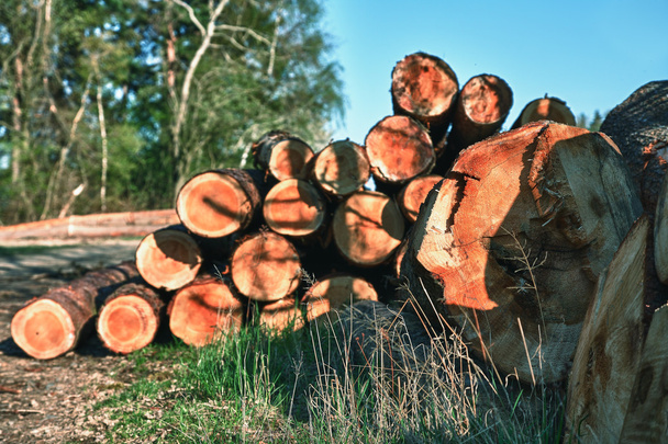 Ormanın kenarına odun yığını - Fotoğraf, Görsel
