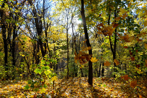 Autumn forest - Zdjęcie, obraz