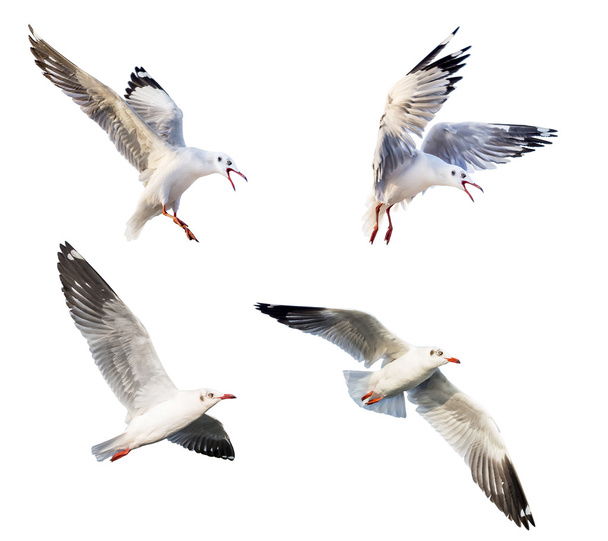ação voadora da gaivota
 - Foto, Imagem