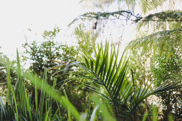 lush palm tree surrounded by idyllic sunny backyard with lots of tropical Australian native plants, shot in Tasmania - Photo, Image