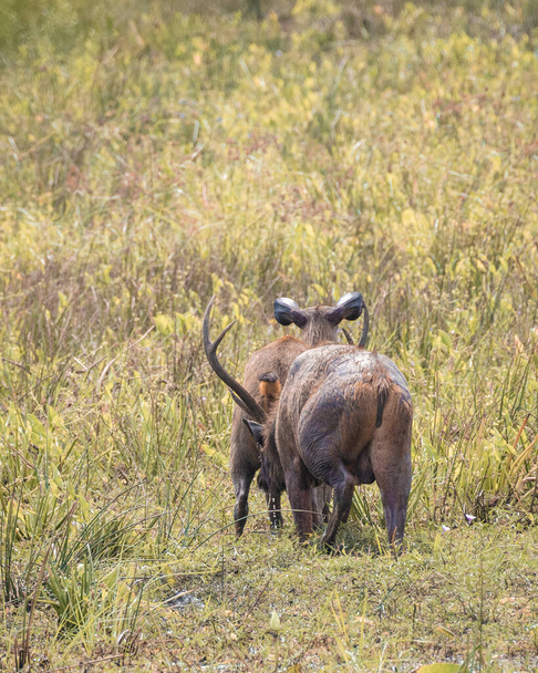 Male sambar deer smell and drink the female sambar's piss in an open grass field at Yala national park, a concept of weird mating rituals of animals. - Zdjęcie, obraz
