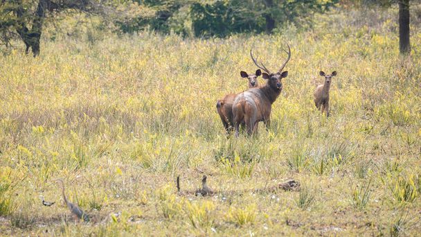 Семья самбарских оленей была замечена на травяном поле в национальном парке Яла, семья Самбара в состоянии повышенной боевой готовности, оглядываясь назад на тело, у самбарского самбара были огромные рога. - Фото, изображение