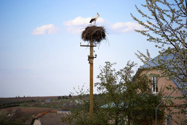 European white stork. Single stork in the nest in spring in Ukraine. Colorful wild birds. Ukrainian village. Blue sky background. Cherry blossom trees are near the stork nest on a pole. - Photo, Image