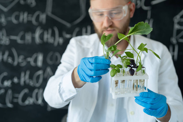 Científico masculino cultivando plantas en tubos de ensayo utilizando laboratorio de biología o bioquímica - Foto, imagen