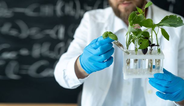 Rostlina ve zkumavce v rukou vědce, hledá rostliny v laboratoři, zblízka - Fotografie, Obrázek