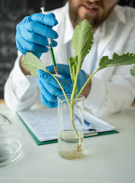 Мужской микробиолог смотрит на здоровое зеленое растение во фляжке с образцом. Медицинский ученый, работающий в лаборатории пищевых наук - Фото, изображение