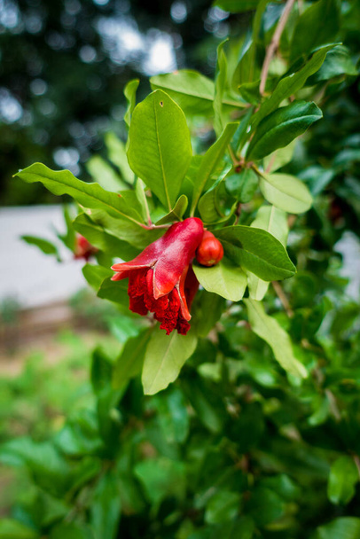Gros plan de fleurs rouges de grenade cultivées de façon biologique qui commencent à porter leurs fruits dans un jardin indien. - Photo, image