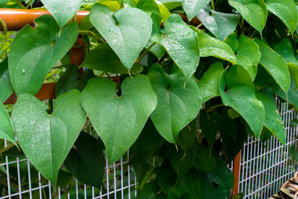 Gros plan de Dioscorea batatas, de feuilles d'Igname de Chine et de vigne. Plantes grimpantes horticoles dans un jardin indien. - Photo, image