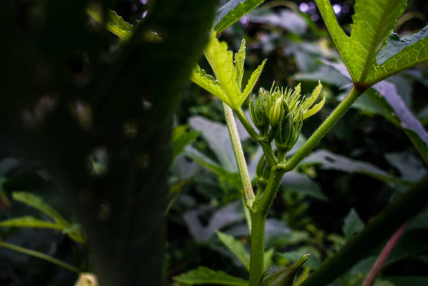 インドの庭に咲くオクラ(アベモスクス・エスクレントゥス)のクローズアップ。オクラの花は通常、植物を落とす前に1日以内に咲きます。. - 写真・画像