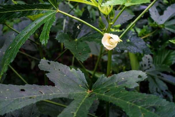 Крупный план Окры, Abelmoschus esculentusflower, цветущий в индийском саду. Цветы окры обычно цветут менее чем за день до того, как высадить растение. - Фото, изображение