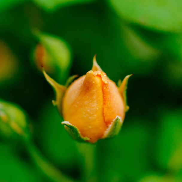 Peach coloured rose bud, close up - Foto, imagen