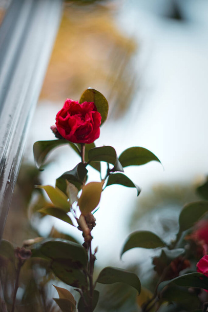 A vertical closeup shot of a red Camellia Japonica in a garden - 写真・画像