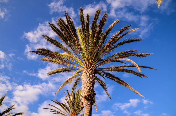 Green Palm Canarian Tree on the Blue Sky Background - Foto, imagen