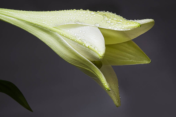 The beautiful close-up shot of a lily bud isolated on the grey background - 写真・画像