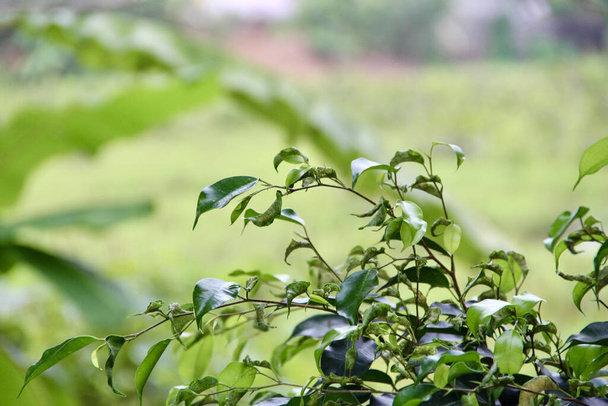 a closeup shot of green leaves on blured background - Φωτογραφία, εικόνα