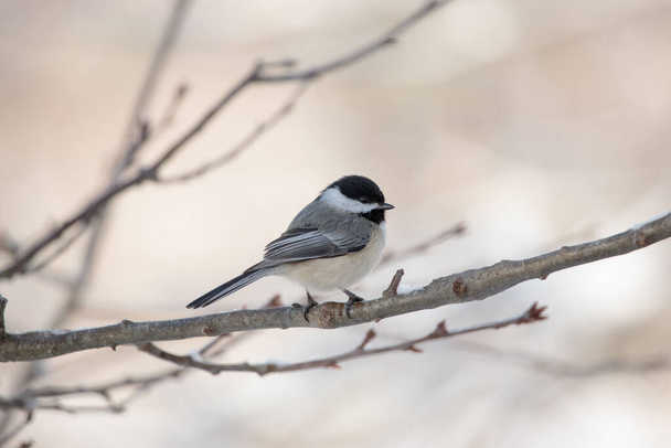 A closeup shot of a black and white bird perched on a branch - Foto, Bild